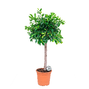 ficus nitida op stam 1.2.png