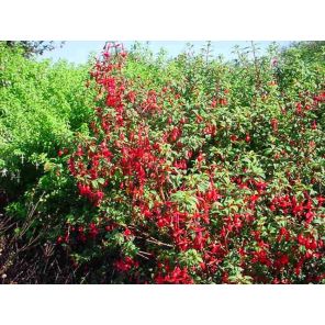 Fuchsia Riccartonii.jpg