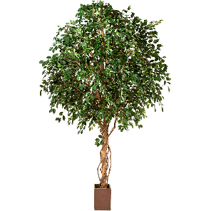 Gaint ficus exotica PNG.png