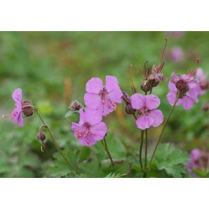 geranium-cantabrigiense-cambridge-sfeer_72bd6e.jpg