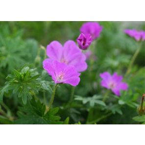 geranium-sanguineum-sfeer_149348.jpg