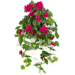 geranium paars.png