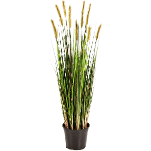 Grass Foxtail PNG.png