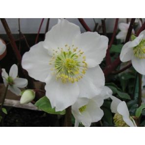 Helleborus niger.jpg