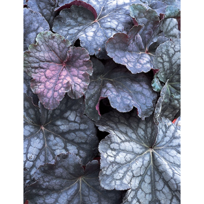 heuchera-velvet-night-.png