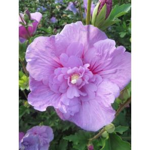 Hibiscus syr. Lavender Chiffon.jpg