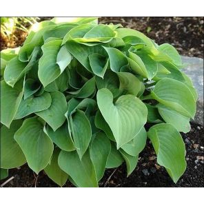 hosta-blue-cadet-sfeer_1d445e.jpg