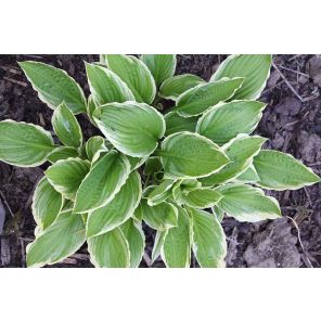 hosta-undulata-albomarginata-sfeer_a15d99.jpg