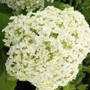 hydrangea-arborescens-annabelle-close_52e8dd.jpg