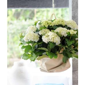 hydrangea-macrophylla-endless-summer-the-bride-sfe_c466fc.jpg