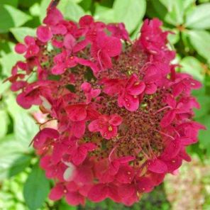 hydrangea-paniculata-wims-red-close_0e7160.jpg