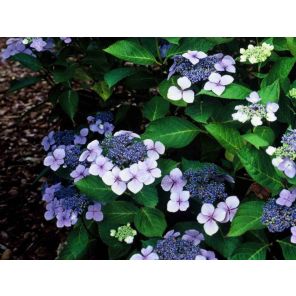 hydrangea-serrata-bluebird-sfeer_b65e9d.jpg