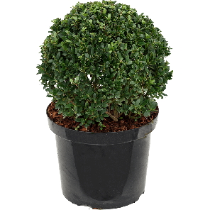 ilex-crenata-35.png