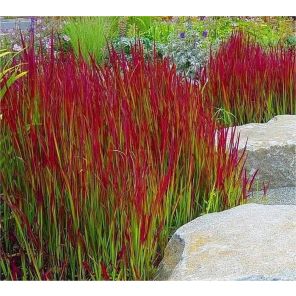 imperata-cylindrica-red-baron-sfeer_19204a.jpg