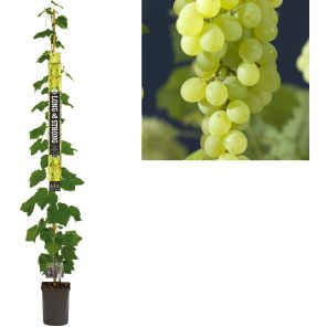 K501.97755 Vitis 'Regent' Long & Strong.JPEG