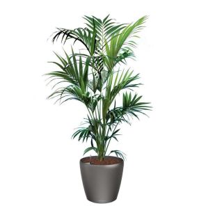 kentia-classico-pot-antraciet_f7032a.jpg