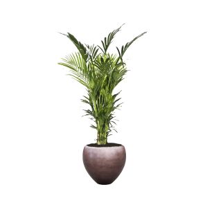 kentia-xxl-pot-coffee_d95612.jpg