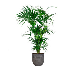 Kentia XXL in Capi Urban Egg DM 35 cm - antraciet_1.png