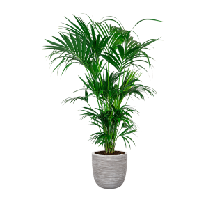 Kentia XXL in Capi Urban Egg DM 35 cm - wit.png