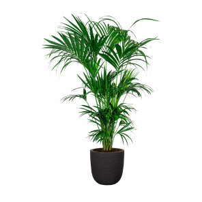 Kentia XXL in Capi Urban Egg DM 35 cm - zwart.png