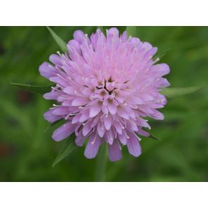 Knautia arvensis.jpg