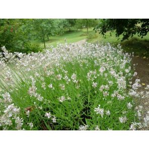 Lavandula angustifolia 'Rosea'.jpg