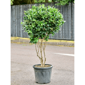 Ligustrum japonicum Texanum.png