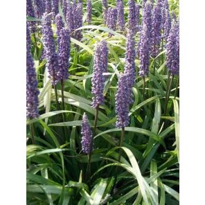 liriope-muscari-lilac-wonder-sfeer_a3864f.jpg