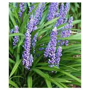 liriope-muscari-moneymaker-sfeer_38d225.jpg