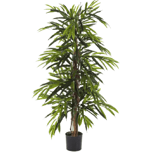 Longifolia PNG.png