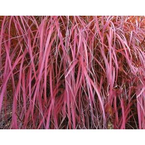 miscanthus-sinensis-roter-pfeil-sfeer_19243c.jpg