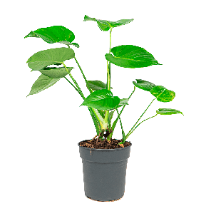 MONSTERA GATENPLANT S - WEB_1.png