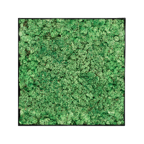 Mosschilderij vierkant 100- Rendiermos Grasgroen Antraciet Frame.png