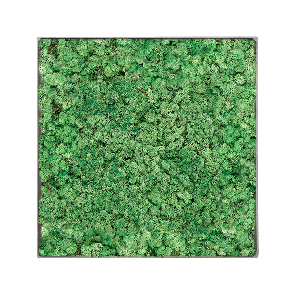 Mosschilderij vierkant 100- Rendiermos Grasgroen Grey Frame.png