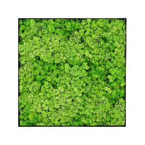 Mosschilderij vierkant 100- Rendiermos Licht Grasgroen Antraciet Frame.png