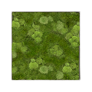 Mosschilderij vierkant 30- Bolmos 70- Platmos Grey Frame.png