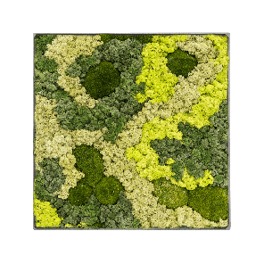 Mosschilderij vierkant 30- Bolmos 70- Rendiermos Grey Frame.png