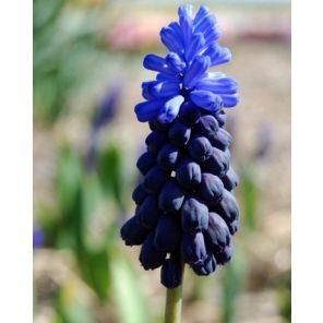 Muscari Latifolium.jpg