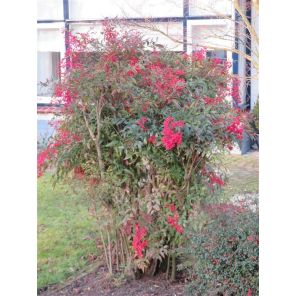 nandina domestic.jpg