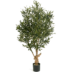 Natural Olive vertakt PNG.png