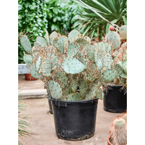 opuntia macrocentra.png