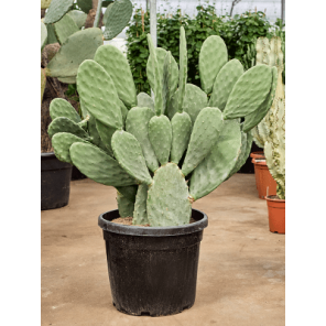 opuntia titania.png