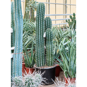 Pachycereus Pecten Aboriginum.png