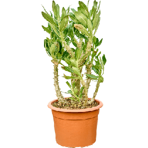 Pachypodium densiflorum.png