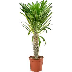 Pachypodium geayi.png