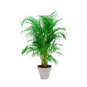 Palm Areca L in Elho Urban Loft 30 cm - beige.png