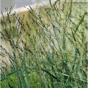 panicum-virgatum-heavy-metal-sfeer_6c384c.jpg