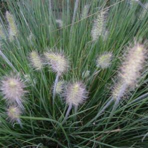 pennisetum-alopecuroides-little-bunny-sfeer_2fb821.jpg