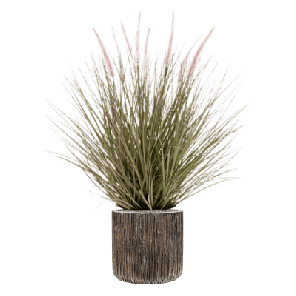 Pennisetum 1.png