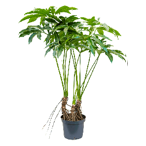 philodendron-fun-bun_53d75e.png